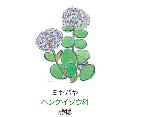 11月16日の誕生日の花と花言葉 ミセバヤ 元気シニアの呑気日記 11月16日の誕生日の花と花言葉 ミセバヤ 元気シニアの呑気日記