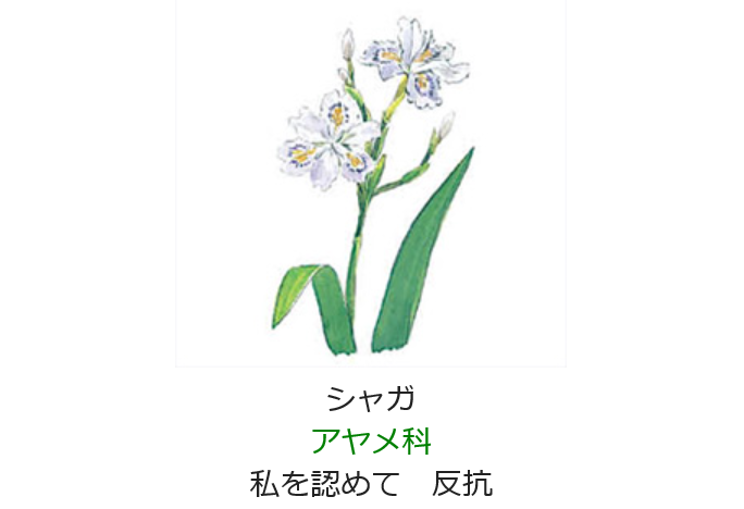 4月12日 誕生日の花と花言葉 シャガ 元気シニアの呑気日記
