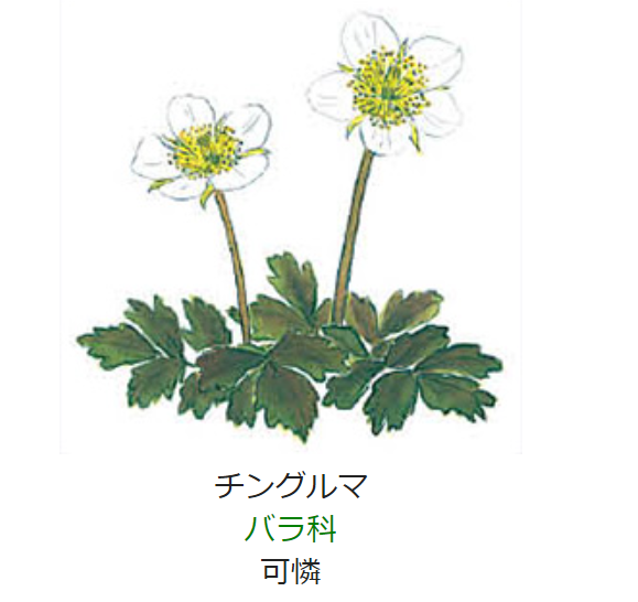 7月29日 誕生日の花と花言葉 チングルマ 元気シニアの呑気日記 7月29日 誕生日の花と花言葉 チングルマ 元気シニアの呑気日記