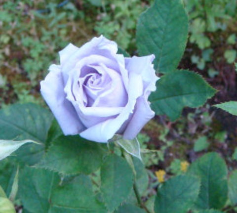 Lyrics 鄧紫棋紅薔薇白玫瑰