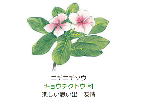 元気シニアの呑気日記 8月3日 誕生日の花と花言葉 ニチニチソウ