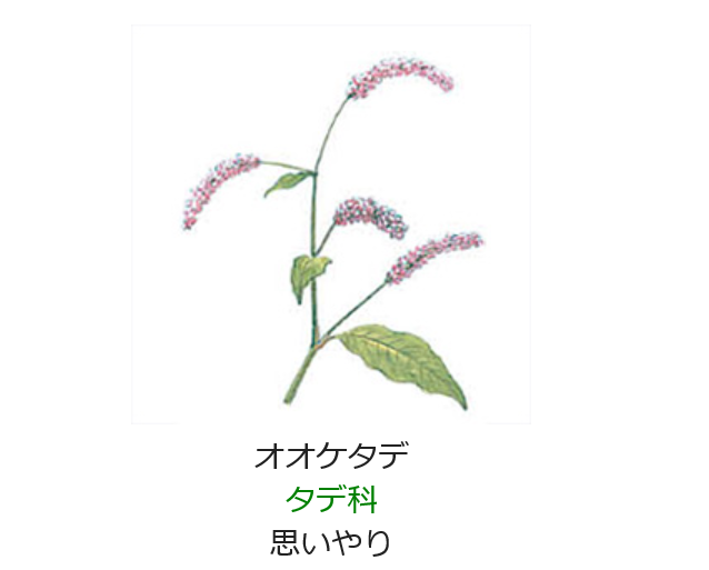 元気シニアの呑気日記 10月19日 今日の誕生日の花 オオケタデ