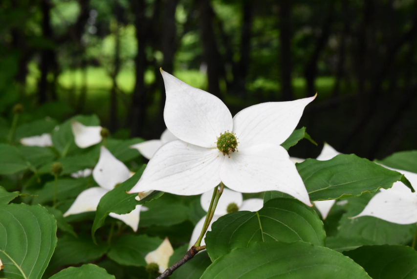 6月12日 誕生日の花と花言葉 ヤマボウシ 元気シニアの呑気日記