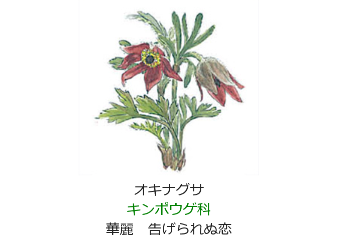 4月9日 誕生日の花と花言葉 オキナグサ 元気シニアの呑気日記