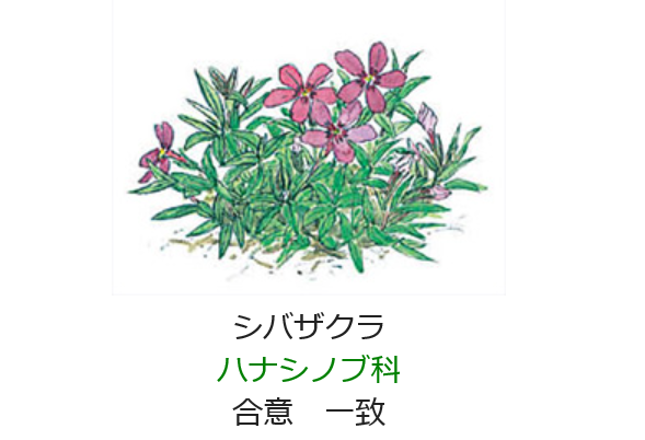 3月9日 誕生日の花と花言葉 シバザクラ 元気シニアの呑気日記