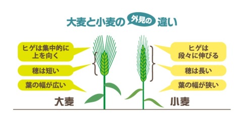 大麦小麦