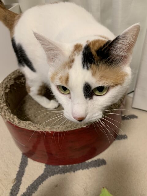 犬 猫 最近久しぶりに会った可愛いあにまる達 癒された日 91番 S あにまるシングス 犬 猫 最近久しぶりに会った可愛いあにまる達 癒された日 91番 S あにまるシングス