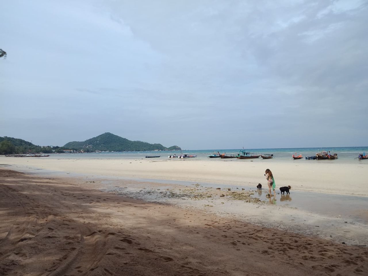 タイの島犬 その9 世界野良猫歩き ときどき 猫以外