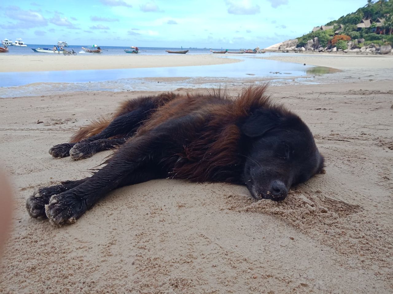 タイの島犬 その9 世界野良猫歩き ときどき 猫以外