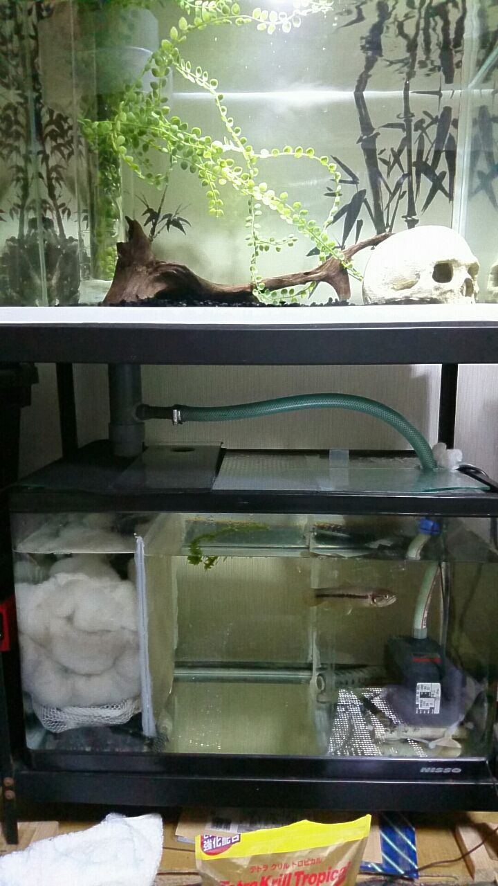 ストライプホーリーとオレンジフィンキリーホーリー 無くて七趣味