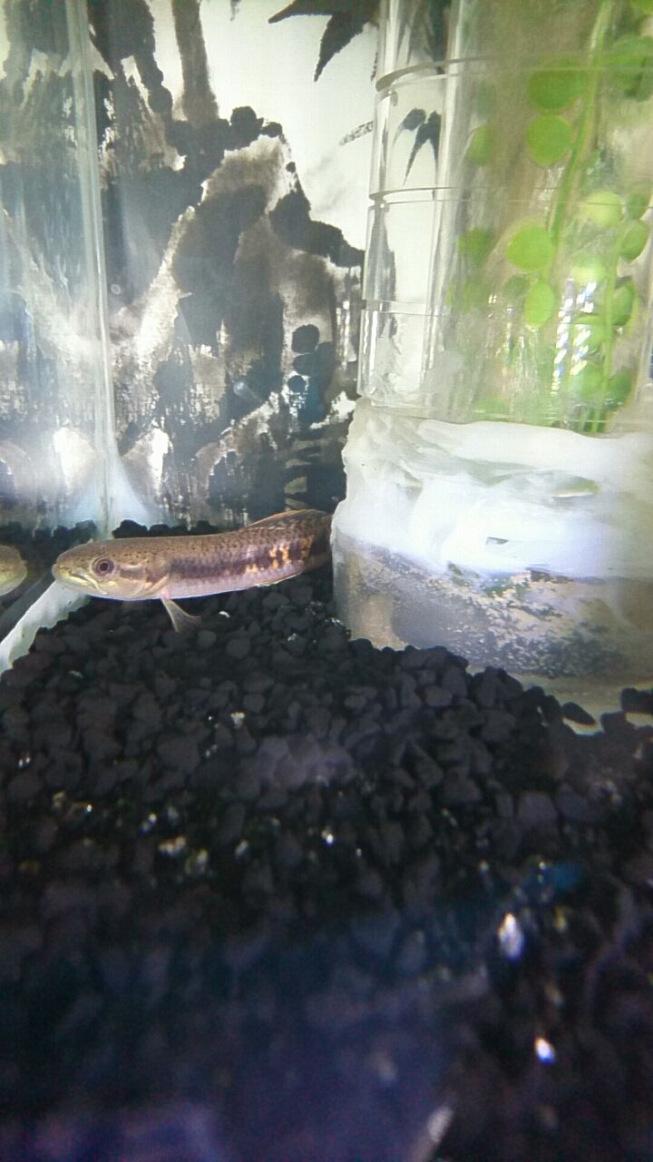 ストライプホーリーとオレンジフィンキリーホーリー 無くて七趣味