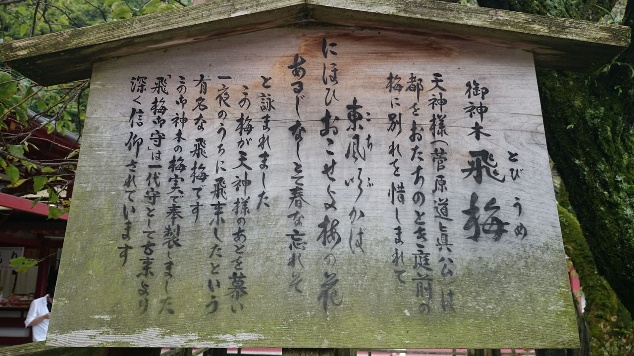 小野塚 飛梅 伝説 ｓａトレーナーの目のつけドコロ