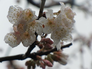 桜写真①