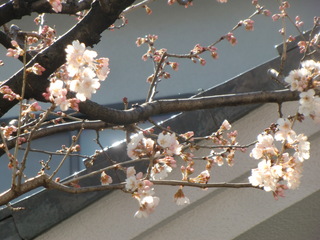 桜写真③