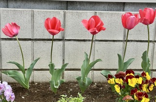 IMG_4816