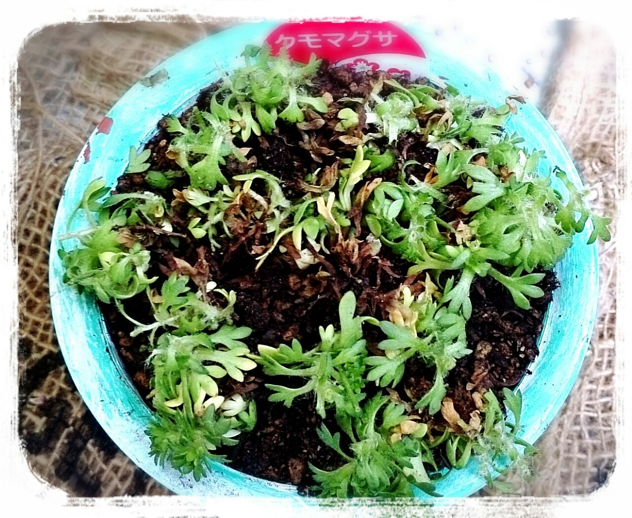 花かんざし切り戻し 何度も挫折するガーデニングをがんばるブログ 花かんざし切り戻し 何度も挫折するガーデニングをがんばるブログ