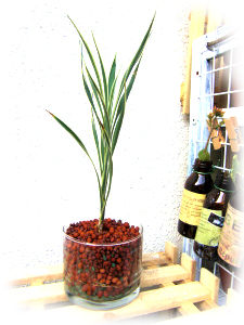 ハイドロ 何度も挫折するガーデニングをがんばるブログ