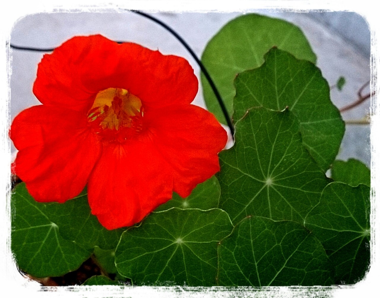 ナスタチウム再来 何度も挫折するガーデニングをがんばるブログ