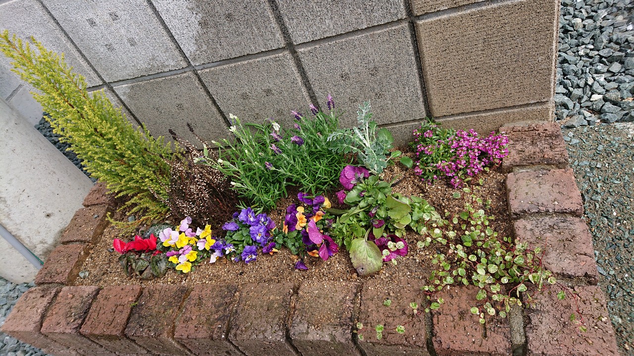 花壇難しい 何度も挫折するガーデニングをがんばるブログ