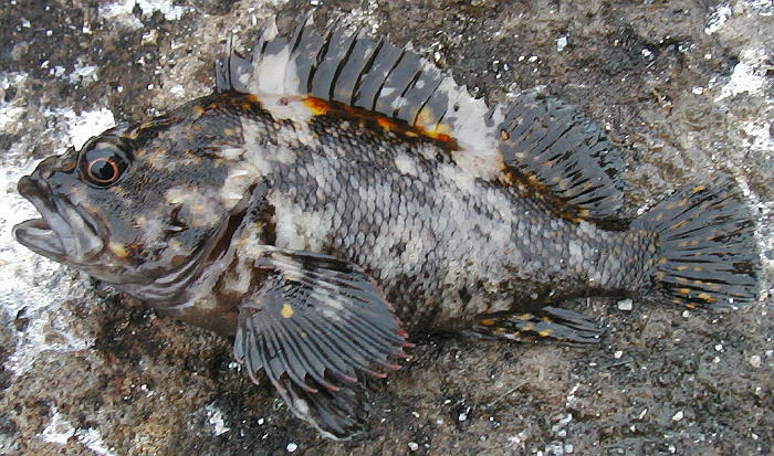 アカブチムラソイ Mimokasagoの 晴れの国 暮らし