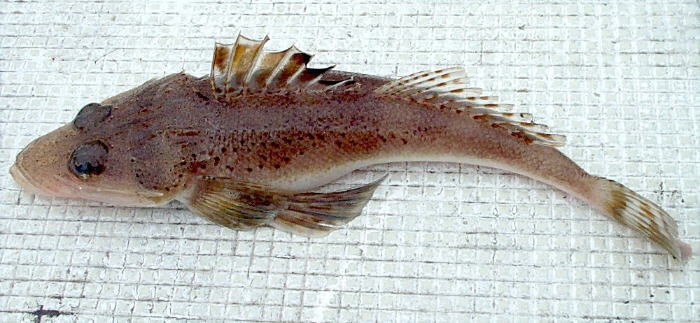 メゴチ Mimokasagoの 晴れの国 暮らし