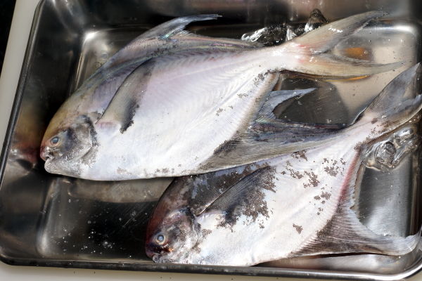 大神深江みなと朝市 マナガツオ ボラ Mimokasagoの 晴れの国 暮らし 大神深江みなと朝市 マナガツオ ボラ Mimokasagoの 晴れの国 暮らし