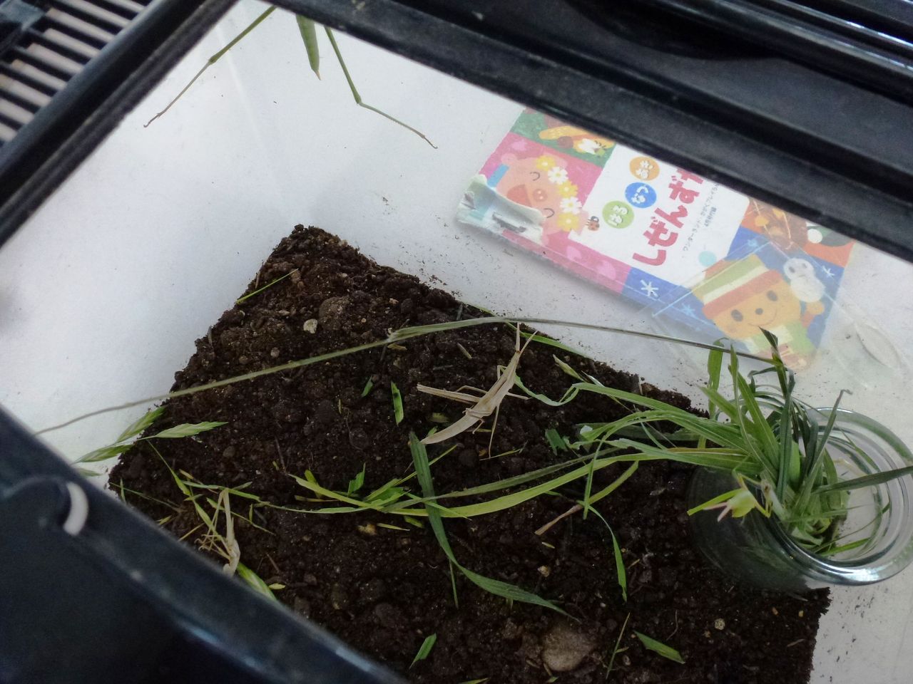 カブトムシ羽化 さみどり幼稚園 園長ブログ カブトムシ羽化 さみどり幼稚園 園長ブログ