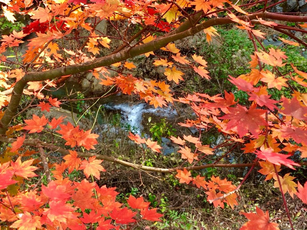 紅葉 道志村 天天庵で田舎暮らし 紅葉 道志村 天天庵で田舎暮らし