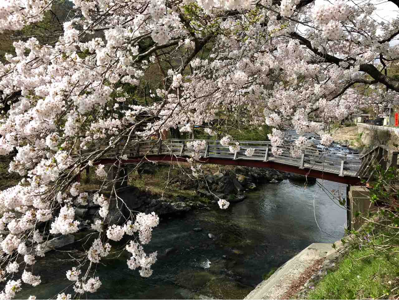 桜 道志道 道志村 天天庵 天天庵で田舎暮らし
