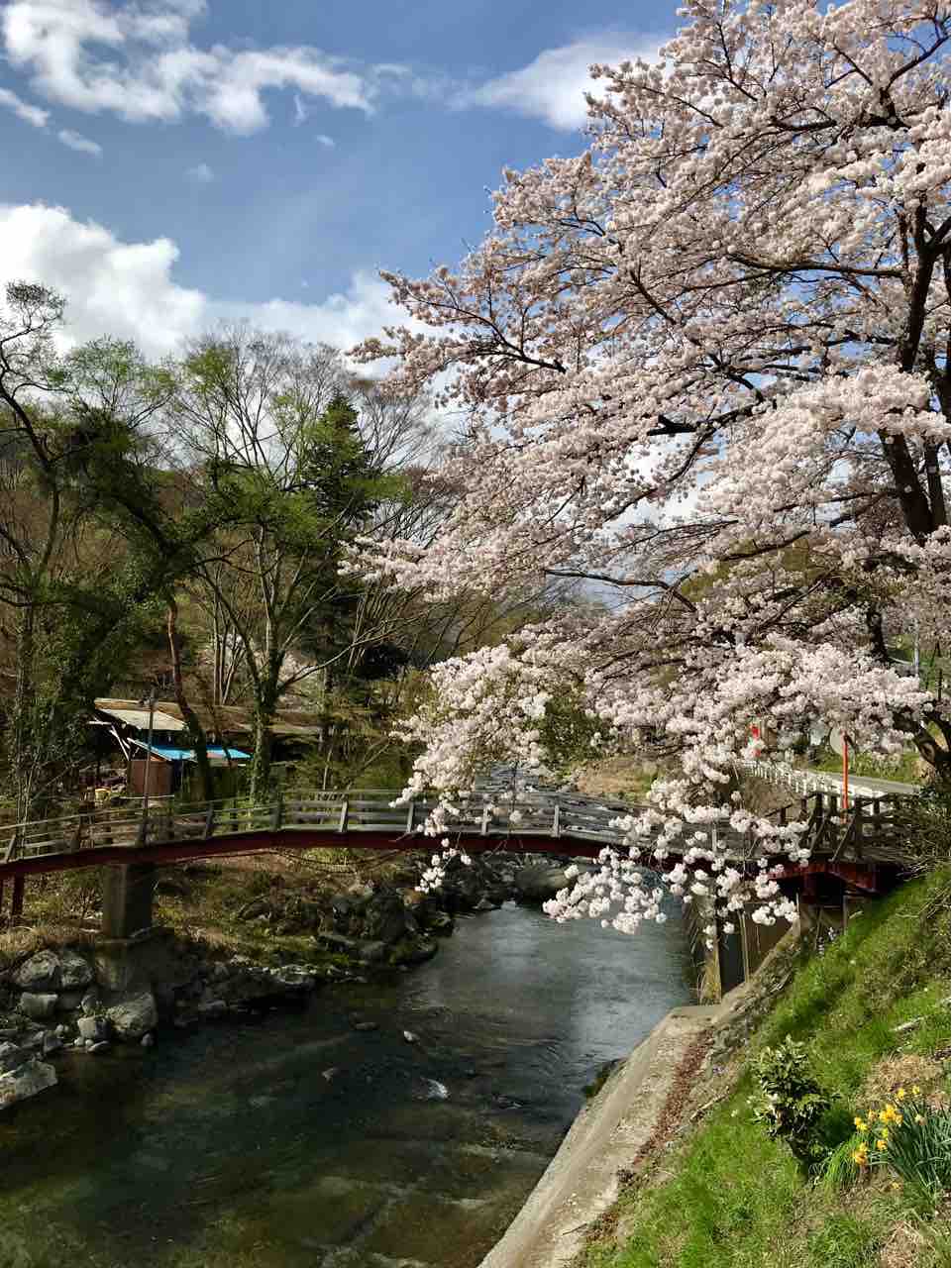 桜 道志道 道志村 天天庵 天天庵で田舎暮らし