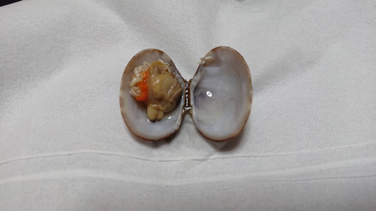 閲覧注意 あさりにカニが入ってたｗ 取り出して観察した結果ｗｗｗ 画像あり Vipのまとめをまとめました