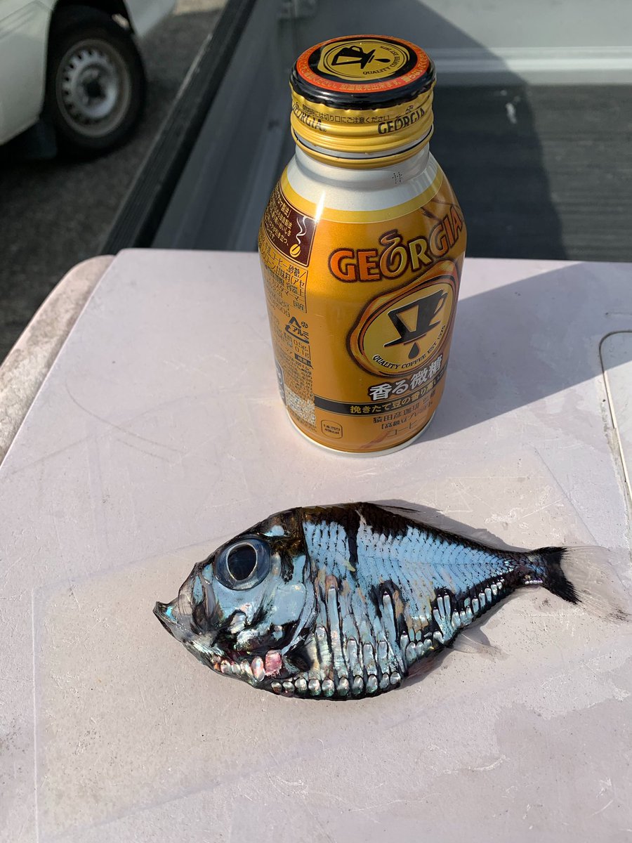 気持ち悪すぎる魚が見つかる ふーどまとめ