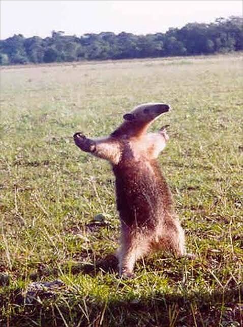 悲報 レッサーパンダの威嚇ポーズ 怖すぎる Newsここだけでok 悲報 レッサーパンダの威嚇ポーズ 怖すぎる Newsここだけでok