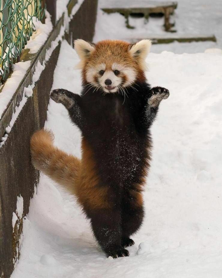 悲報 レッサーパンダの威嚇ポーズ 怖すぎる Newsここだけでok