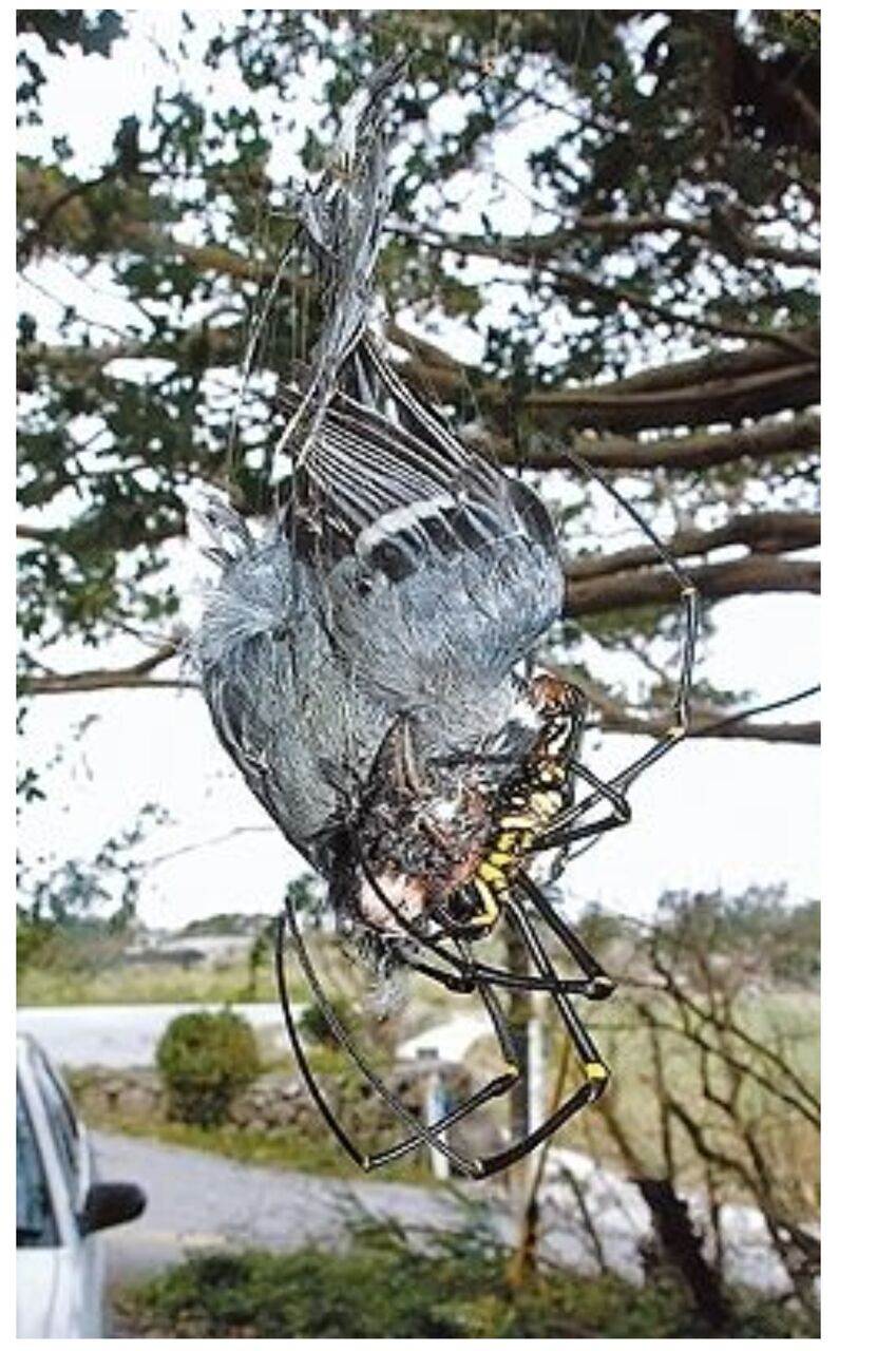 閲覧注意 沖縄の巨大グモ 食物連鎖の常識を疑い鳥を捕食 Newsここだけでok 閲覧注意 沖縄の巨大グモ 食物連鎖の常識を疑い鳥を捕食 Newsここだけでok