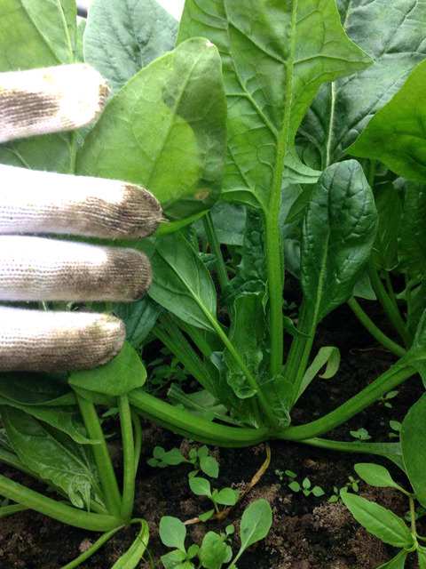 10411259_605957526187933_4454285029850808827_n