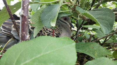 hato