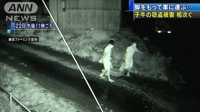 ushi