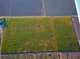 corn_maze