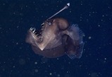seadevil-d695-2_86346_990x742