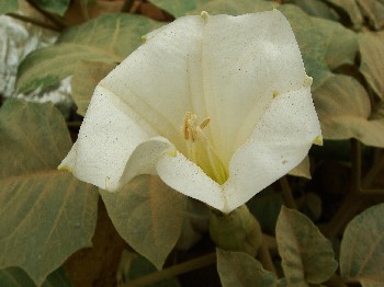 アメリカチョウセンアサガオ Datura Wrightii Regel まさらな日々 インド発信 Days Like Masala From India