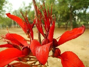 デイゴ Erythrina Variegata L まさらな日々 インド発信 Days Like Masala From India