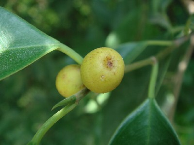 ガジュマル Ficus Microcarpa L F まさらな日々 インド発信 Days Like Masala From India