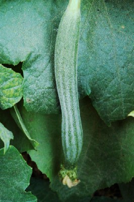 ヘチマ Luffa Cylindrica M Roem まさらな日々 インド発信 Days Like Masala From India