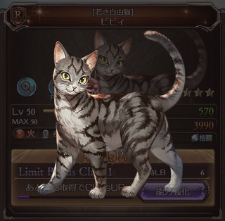 若い猫