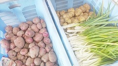 馬鈴薯03