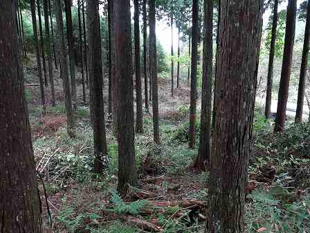 image002除伐後