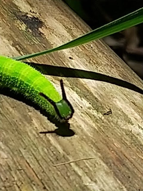 クロコノマチョウ
