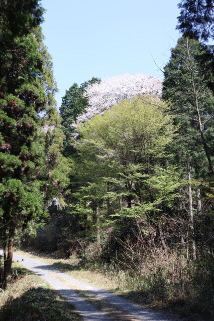 IMG_4657林道脇手前は葉桜