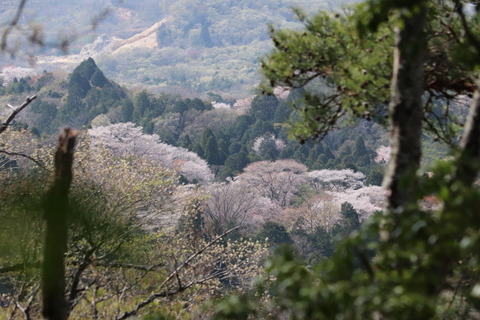 IMG_4688登山道から